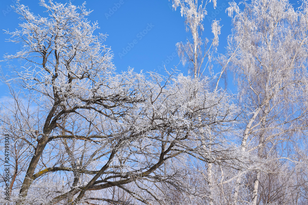 White snowy trees on blue sky background.Frosty Sunny day. White snowy trees on blue sky background.Frosty Sunny day.