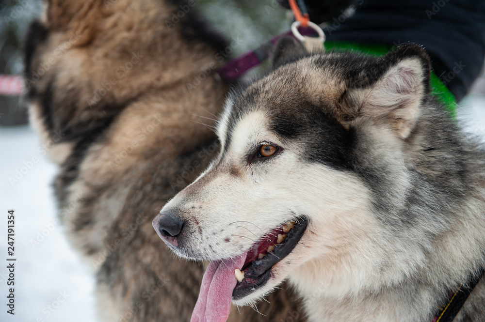 Alaskan Malamute dog closeup portrait on a winter