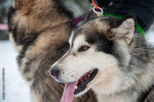 Alaskan Malamute dog closeup portrait on a winter