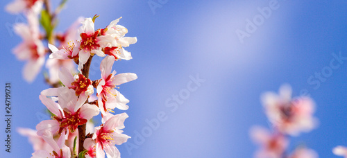 Beautiful almond blossoms on the almont tree branch with blue sky background photo