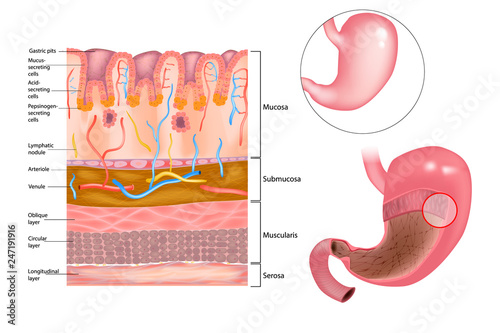 Diagram of the alkaline mucous layer in the stomach.  Diagram of the histological cross-section of the stomach Layers of the Stomach.