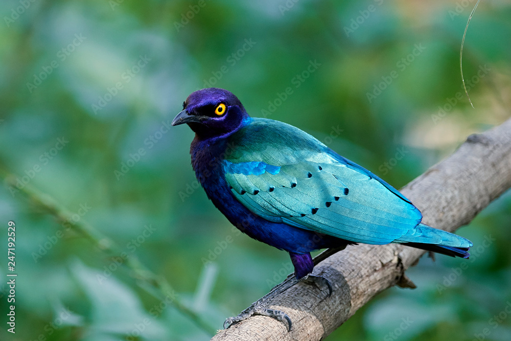 Obraz premium Purple glossy starling (Lamprotornis purpureus)