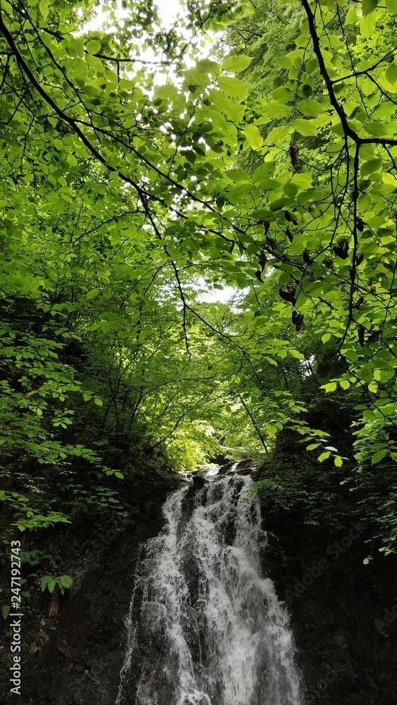 leaves and waterfall leaves and waterfall
