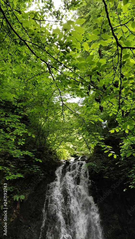 leaves and waterfall