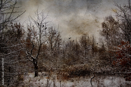 winter idyllic winter landscape with trees and with fresh snow © Joanna Redesiuk