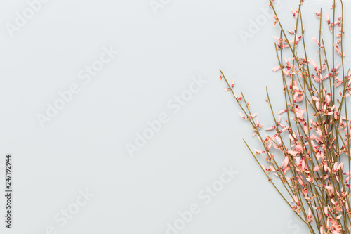 Spring greeting card, living coral color flowers on the pastel background.