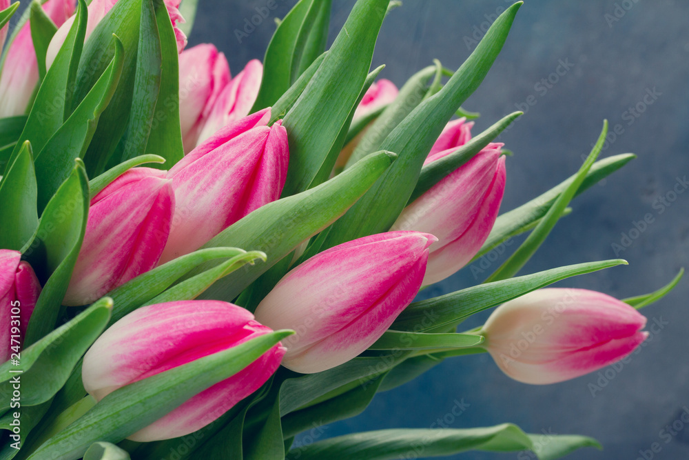 Pink fresh tulips Pink fresh tulips
