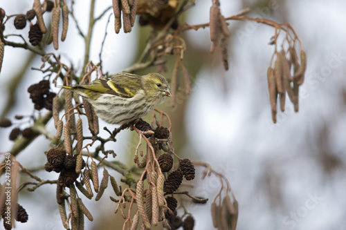 An Eurasian siskin (Spinus spinus) foraging in the winter in a tree for food. photo