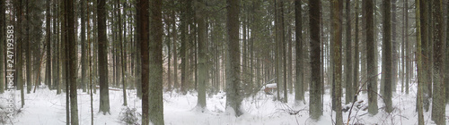 Panoramic view of spruce forest in winter, Belarus