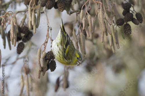 An Eurasian siskin (Spinus spinus) foraging in the winter in a tree for food. photo