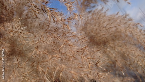 Schilfblüte im Winter