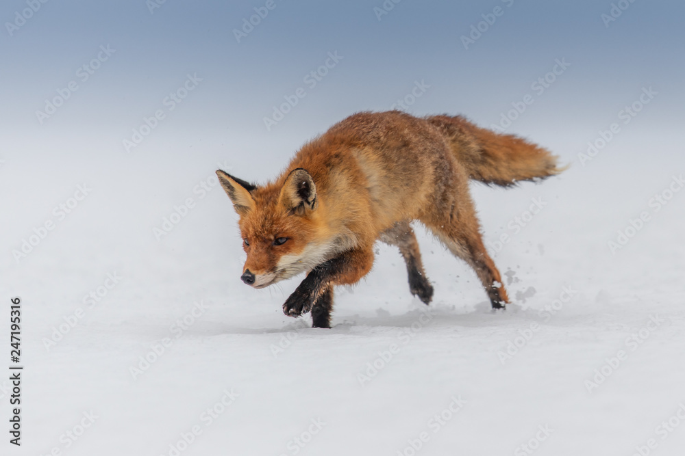 Fototapeta premium Red fox (Vulpes vulpes) with a bushy tail hunting in the snow in winter in Algonquin Park in Canada
