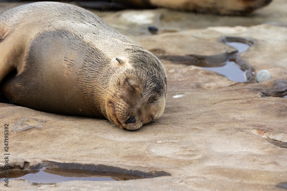Fototapeta premium Baby Sea Lion Pup sleeping on the rocks a Jolla, San Diego, California 