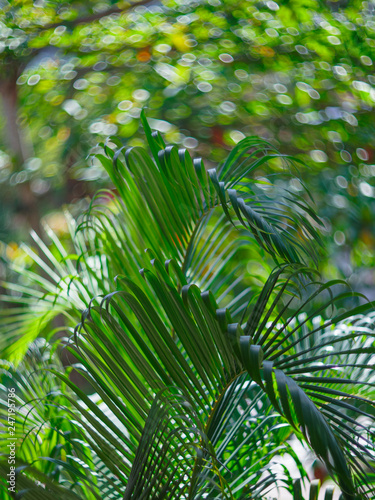 Green palm branch on blurred background