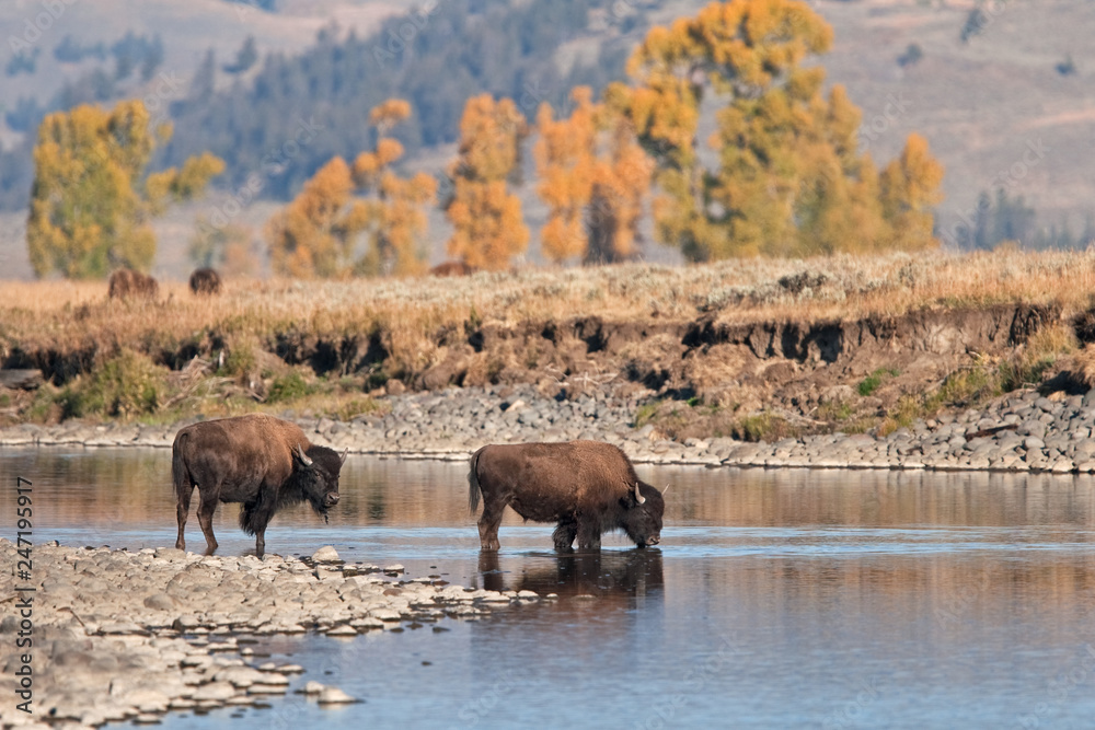 American bison, bison, bison bison, american buffalo, buffalo American bison, bison, bison bison, american buffalo, buffalo