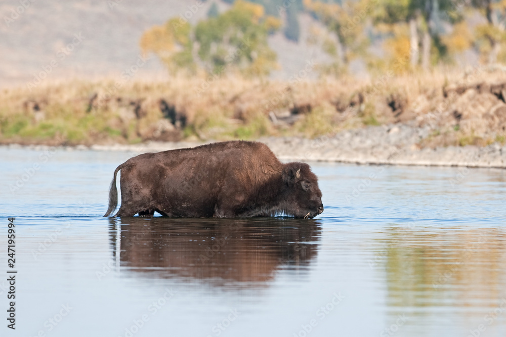 American bison, bison, bison bison, american buffalo, buffalo American bison, bison, bison bison, american buffalo, buffalo
