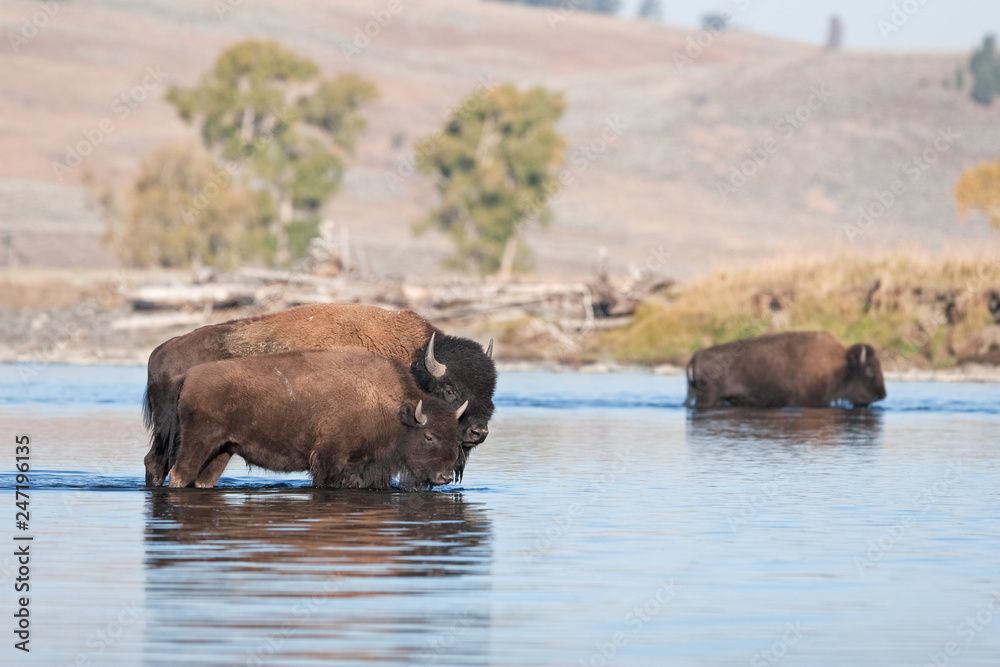 American bison, bison, bison bison, american buffalo, buffalo American bison, bison, bison bison, american buffalo, buffalo