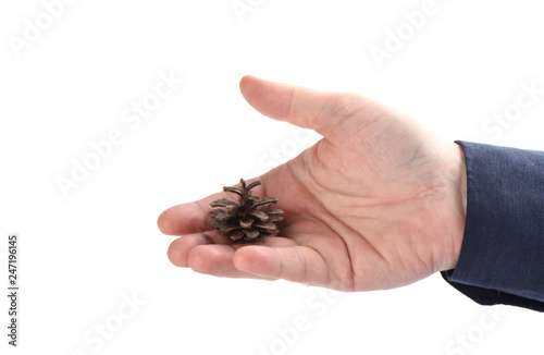 Pine cone in male hand isolated on white background