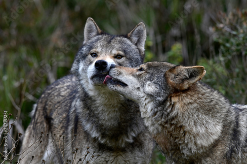 Bilde på lerret sozialer Kontakt unter Wölfen (Canis lupus lupus) - gray wolf