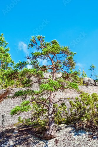 Tree on a rocky slope. photo