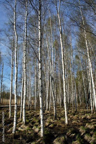 Birch forest on a spring sunny day. 