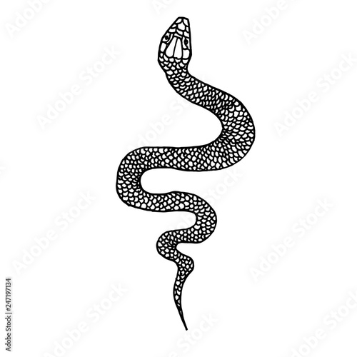 Hand drawn snake illustration in doodle style. Design element for poster, card, t shirt.