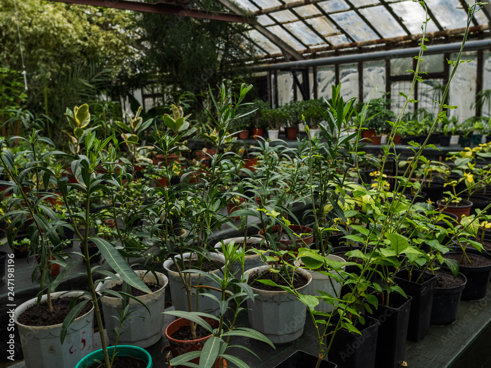 Greenhouse with a large amount of different colors in pots on tables. Houseplants in the glazed greenhouse