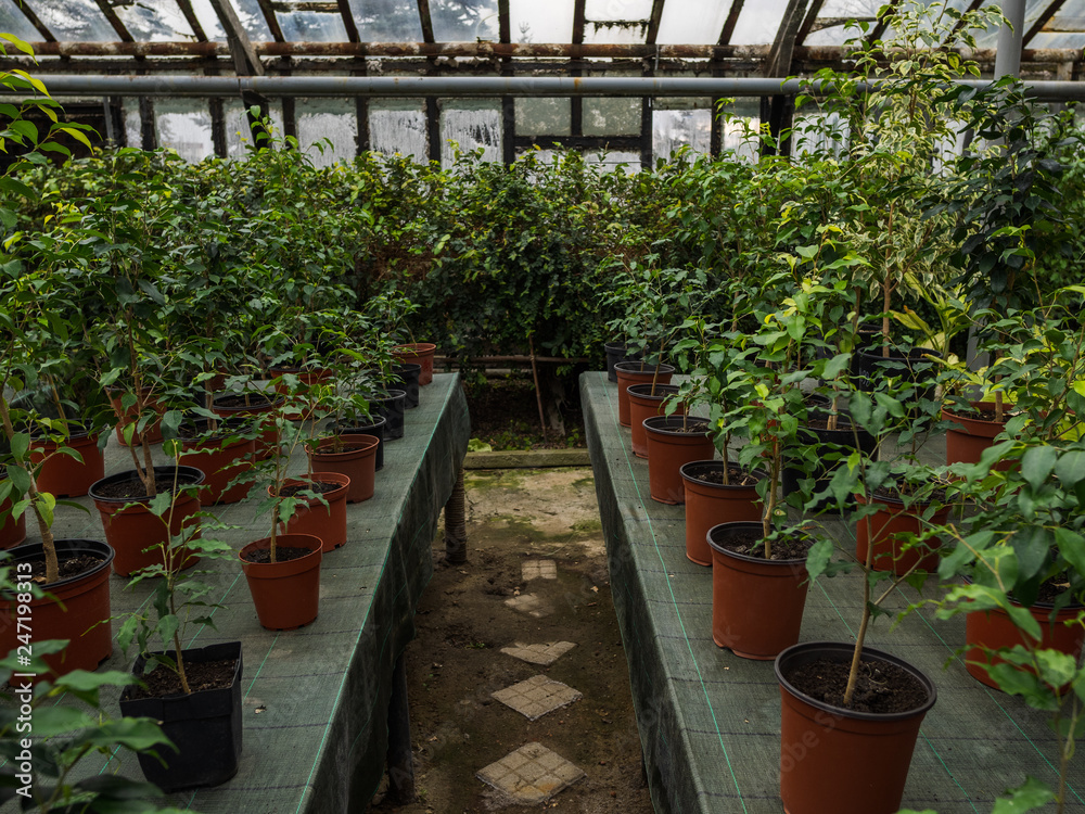 Path between ranks in the greenhouse. Houseplants on tables in pots