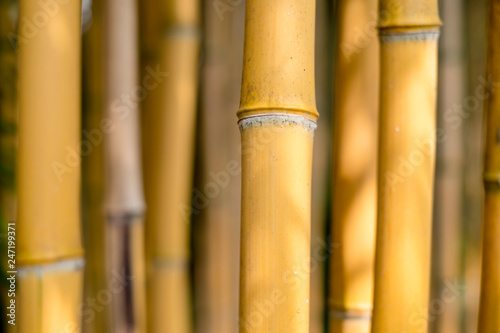 branches of brown bamboo forest on a bright day background