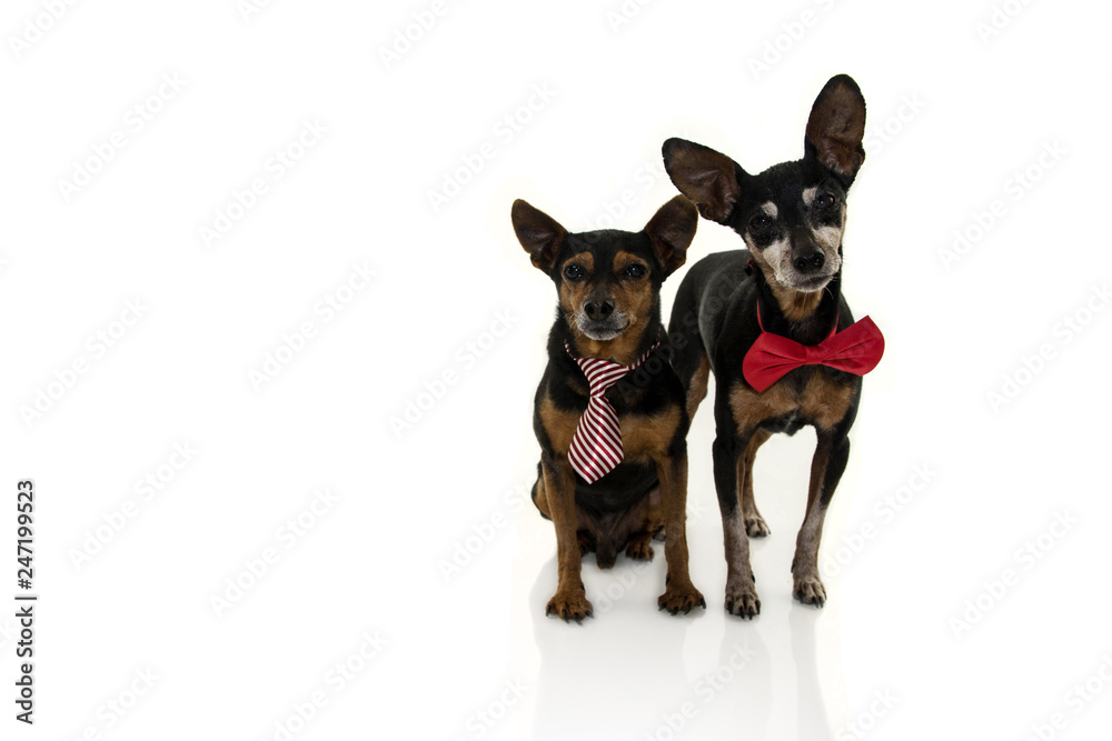 TWO PINSCHERS DOGS WITH RED BOW TIE ISOLATED ON WHITE BACKGROUND.