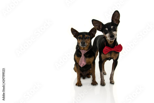 TWO PINSCHERS DOGS WITH RED BOW TIE ISOLATED ON WHITE BACKGROUND.