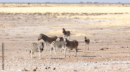 Fototapeta Naklejka Na Ścianę i Meble -  Group of zebras in Namibian savannah