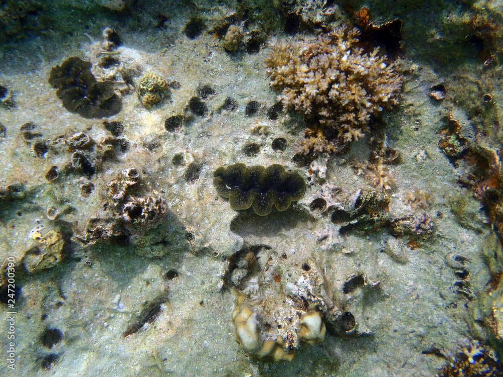 The tropical asia sea reef The tropical asia sea reef