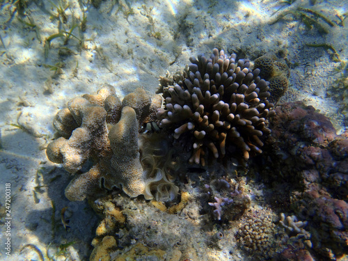 The tropical asia sea reef details