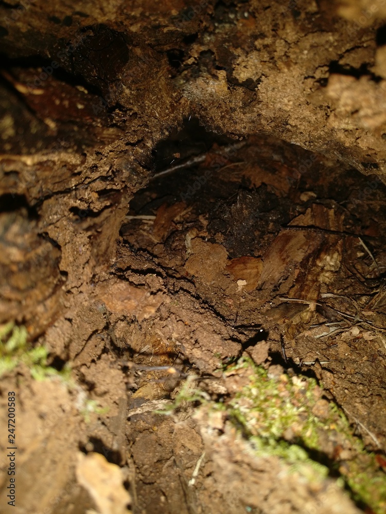 View inside a burrow