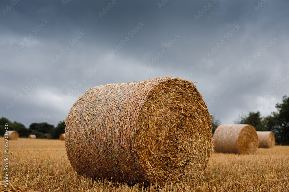 Hay Bales waiting for harvesting under stormy skies in rural countryside.