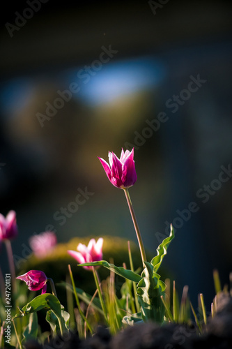 Fototapeta Naklejka Na Ścianę i Meble -  ogród garden wiosna kwiaty flower brzoza bukszpan kula kwiaty na drzewach kwitnące drzewa w sadzie sad