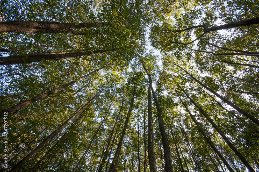 Fototapeta premium Summer Tree Tops