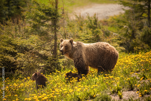 Bear in Jasper National Park in Canada