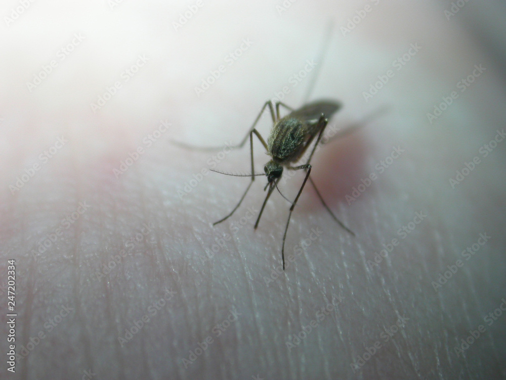 Mosquito on himan skin