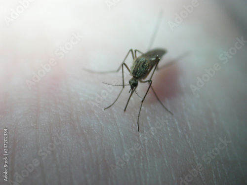 Mosquito on himan skin