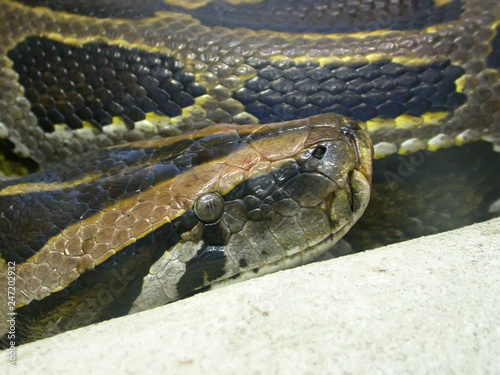 Snake head of pyton in the zoo photo