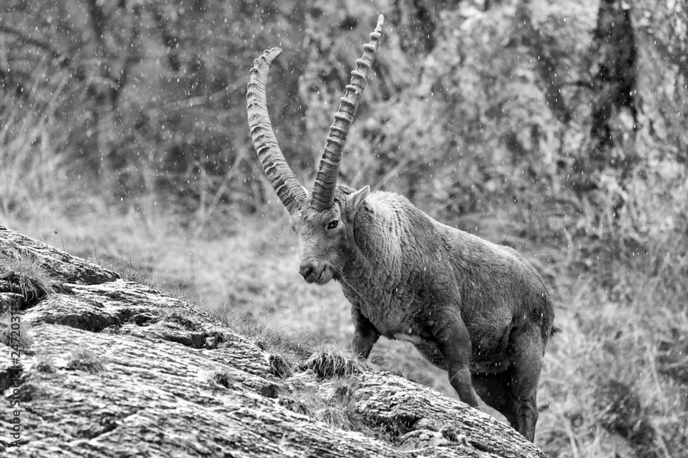 Stambecco delle Alpi in regione rocciosa (Capra Ibex) Stambecco delle Alpi in regione rocciosa (Capra Ibex)