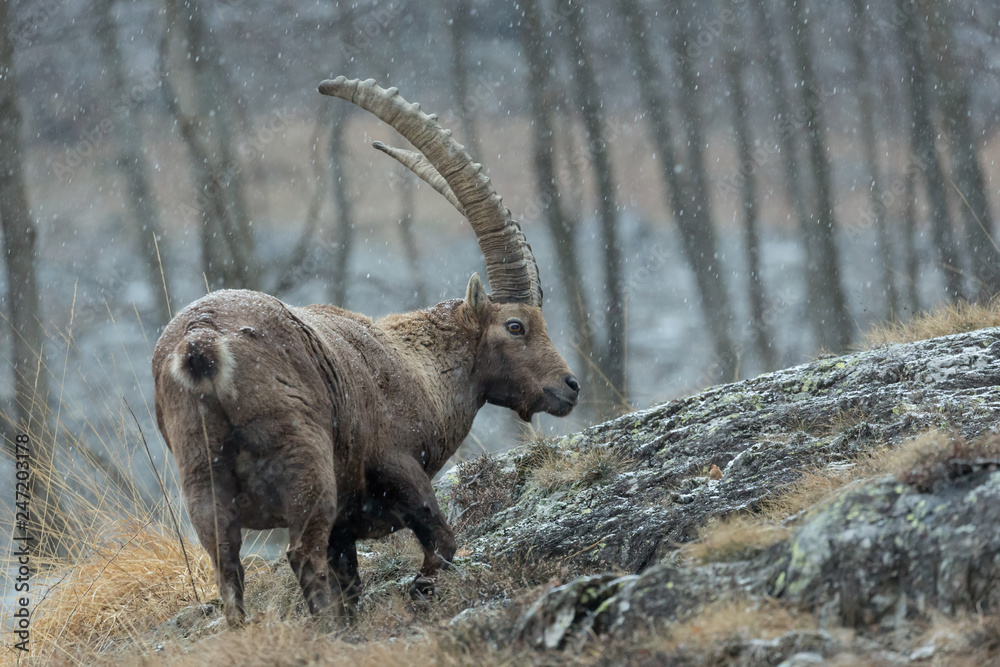 Stambecco in regione rocciosa (Capra Ibex) Stambecco in regione rocciosa (Capra Ibex)
