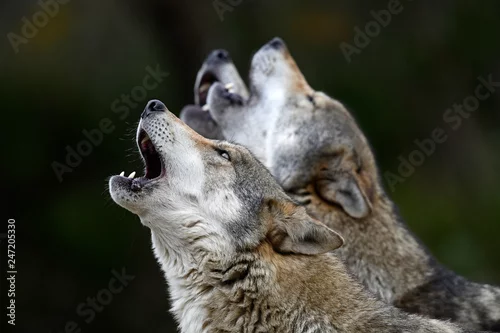 Fototapeta samoprzylepna wycie wilków (Canis lupus lupus) - szary wilk