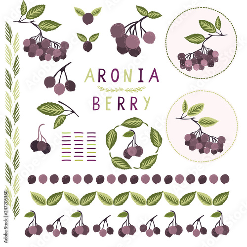 Realistic aronia berry vector illustration clipart set. Hand drawn black chokeberries, leaf elements collection. Juicy natural antioxidants. Nutritional superfruits motif. Fruit label, icon borders