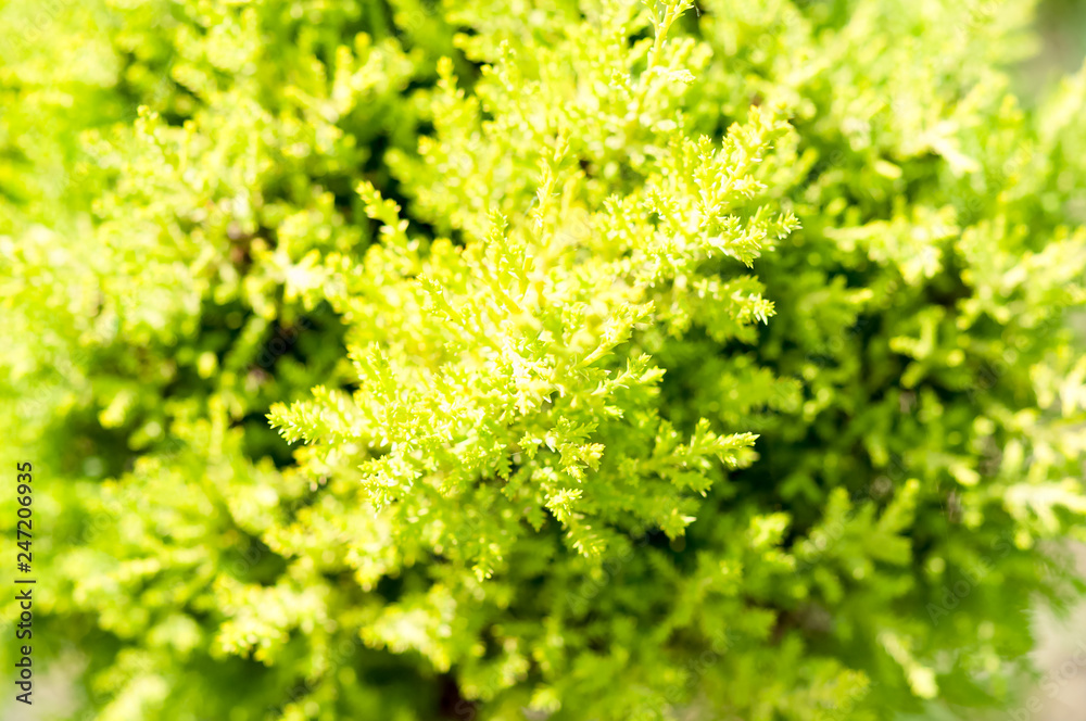 Bright Platycladus closeup, macro. Bright Platycladus closeup, macro.