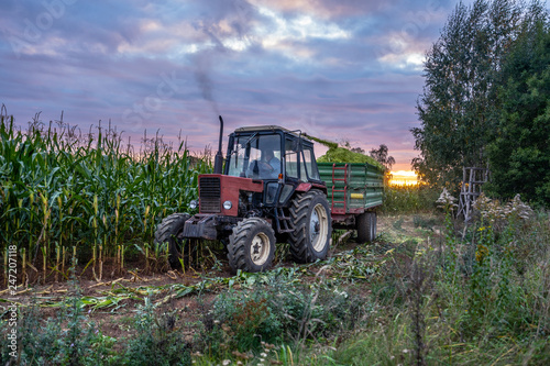 Tractor Harvesting Organic Corn Field for Biomass on Cloudy Summer Evening with Sunset Colors and Dramatic Sky - Concept of Nutrition full Vegetables and Renewable Energy for Gas and Fuel. © Reinholds