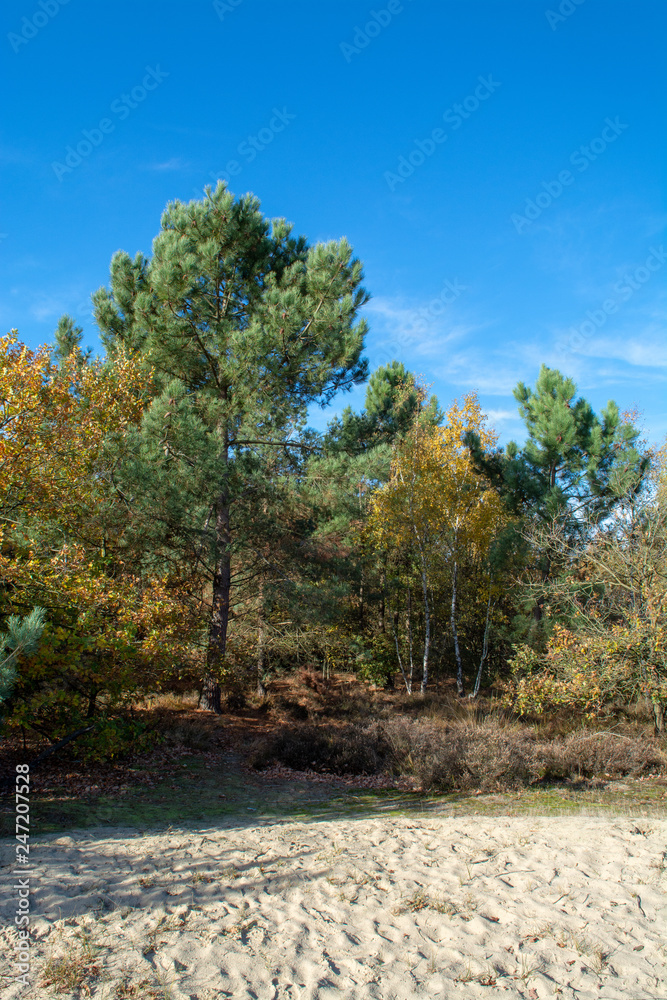 Fototapeta premium Landscape with autumn forest growth on sand, National park Druinse Duinen in North Brabant, Netherlands