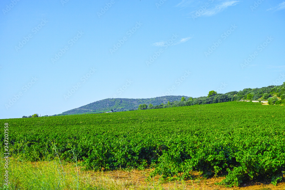 Landscape with ripe white wine grapes plants on vineyard in France, white ripe muscat grape new harvest